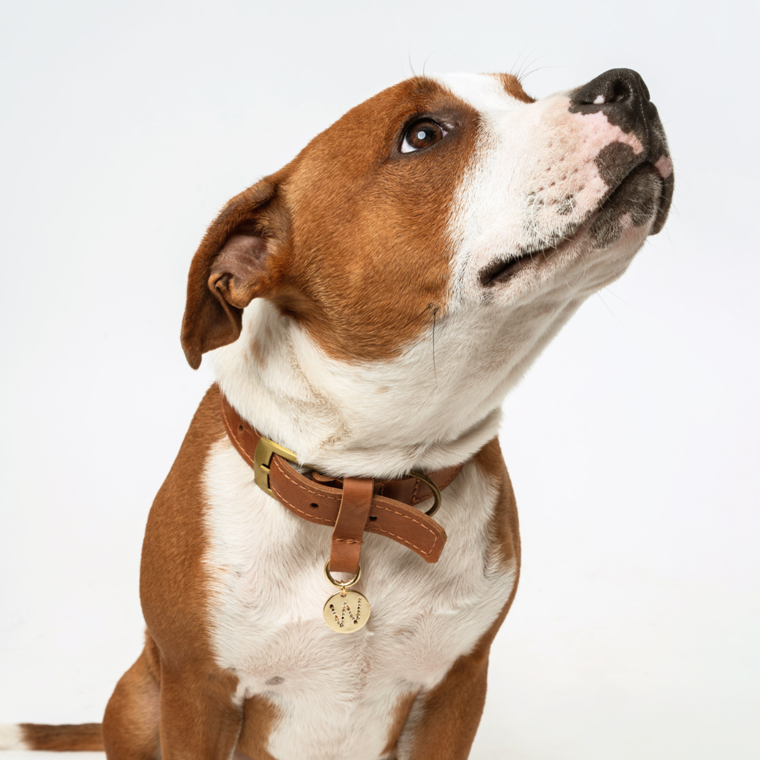 PACK MEDALLON  + COLLAR  (Talla M-L)