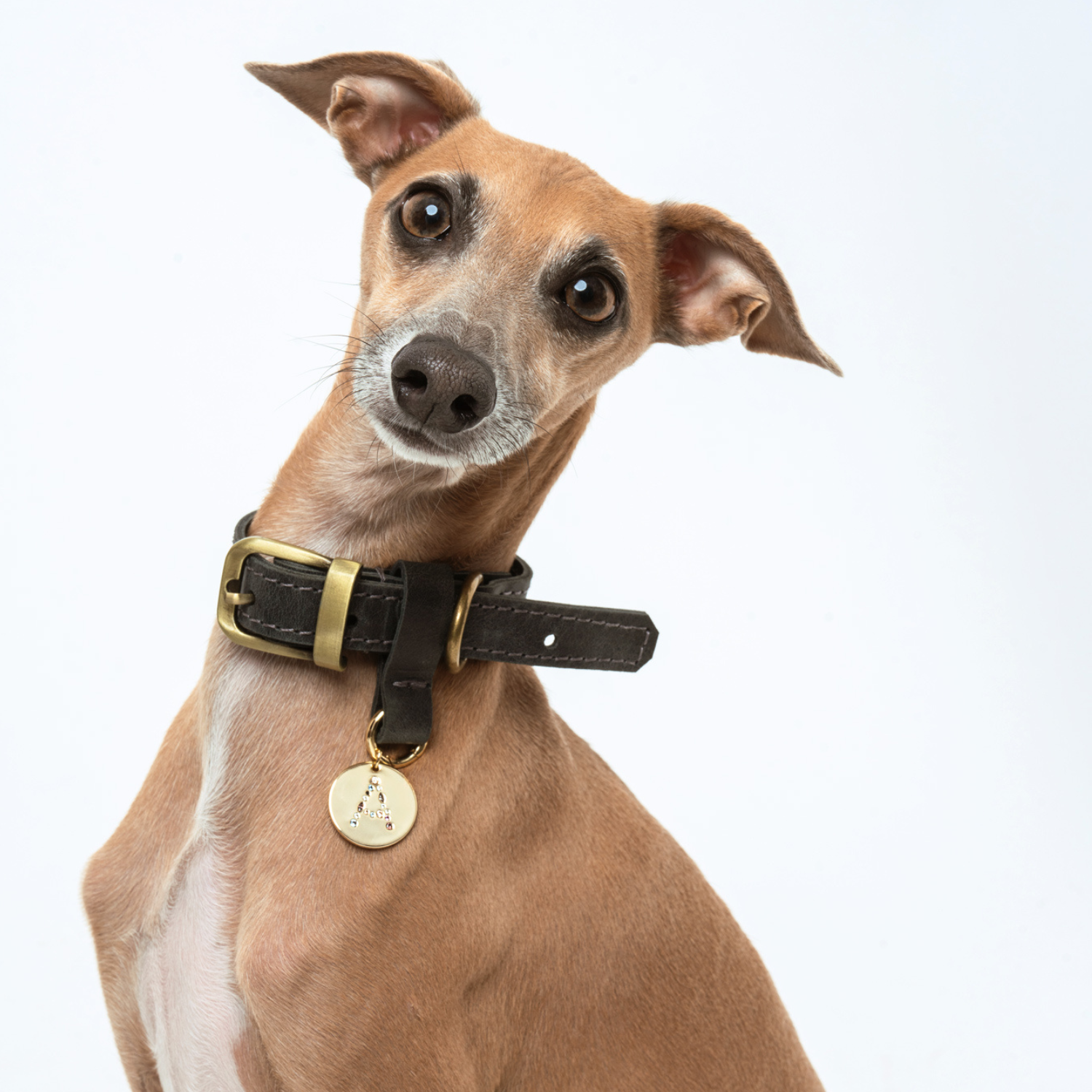 PACK MEDALLON  + COLLAR  (Talla M-L)